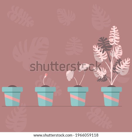 Potted Monstera Plant 4 Stages