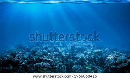 The beautiful picture of coral reef.