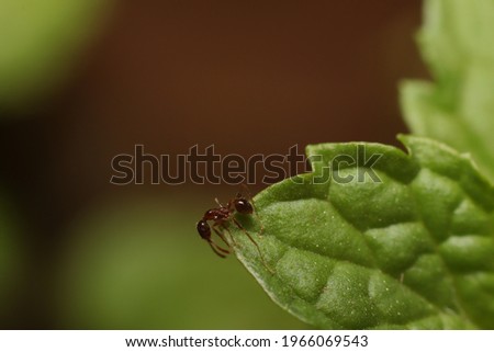 
Macro red ant on a leaf