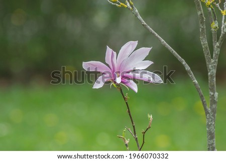 Star magnolia flower closeup. Magnolia stellata