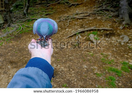 A pigeon standing on a person's hand picks at sunflower seeds.Pigeon is looking directly down. Shallow depth of field.