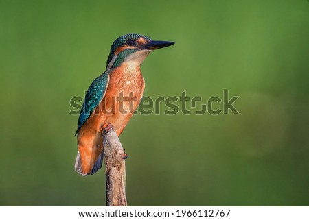 Kingfisher. Very brightly colored bird with a long pointed beak. Due to its beautiful color, it is called a flying gem.