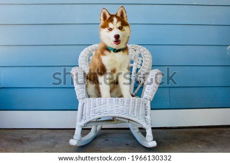 Siberian Husky puppy dog sitting or laying down outdoors. 