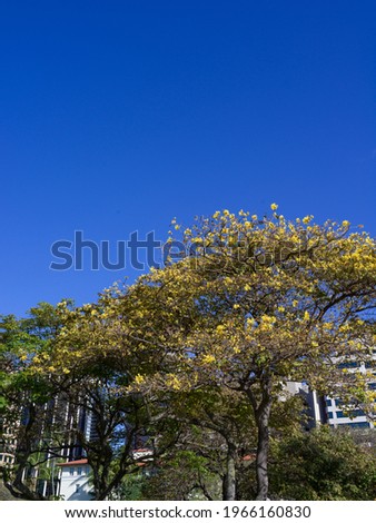 Acacia Tree in Bloom Under Azure Blue Sky.  Spring portrait from Honolulu Hawaii with room on top for copy space.