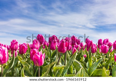 Beautiful dutch pink tulip field in the Netherlands in spring, blue sky background