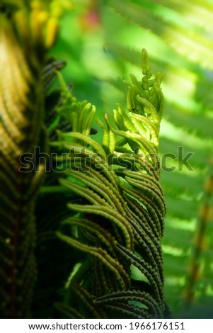 Young sprout of fern plant in springtime. Stock Photo
