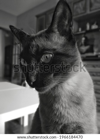 Boken portrait of a Siamese cat indoors