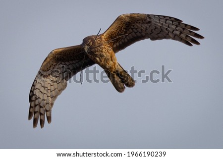 Extremely close view of a female  hen harrier (Northern harrier)  flying in beautiful light with sticks in her beack, seen in the wild in North California