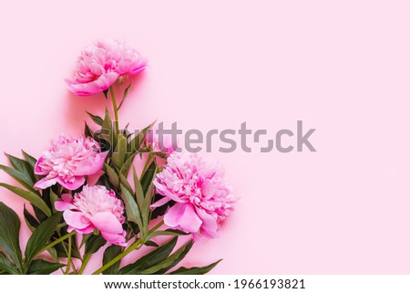 Top view of pink peony flowers with copy space. Space for text.