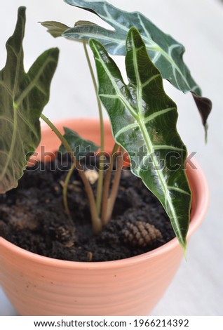 The elephant's ear is a hybrid from Alocasia genus that has become a popular ornamental house plant. Different shades of green and yellow appear through the leaves makes attractive sight.