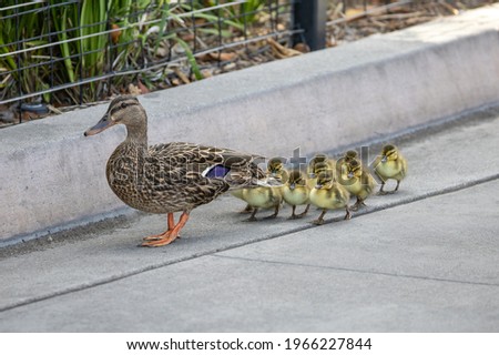 A mama mallard duck and her ten little ducklings waking behind her.