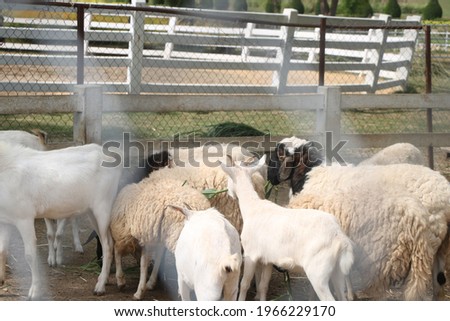 Many white goat and sheep eating plant