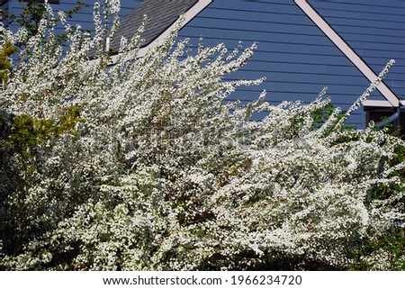 View of the small white flowers of a spirea Bridal Wreath bush Royalty-Free Stock Photo #1966234720