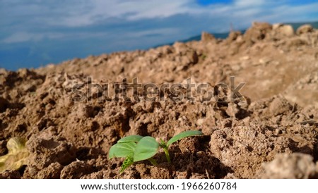 Cucumber plant on the ground.