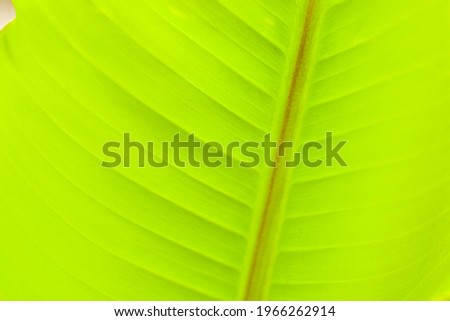 Banana tree leave background, green nature background