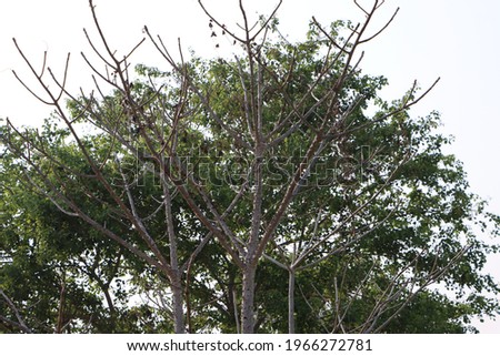 Thorny stem of cotton silk tree, bombax ceiba