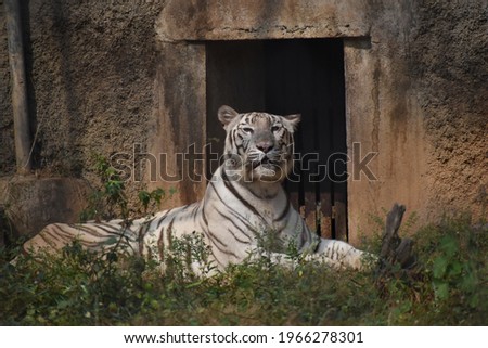 beautiful young juvenile bleached white tiger lying sitting in grass land field