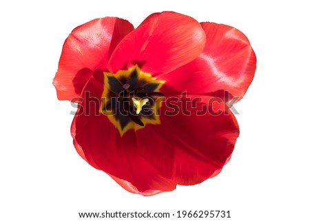One red tulip head on a sunny day isolated on white.