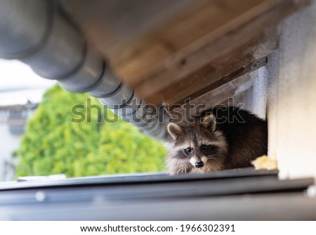 Frightened raccoon sits on a shed roof in broad daylight  Royalty-Free Stock Photo #1966302391