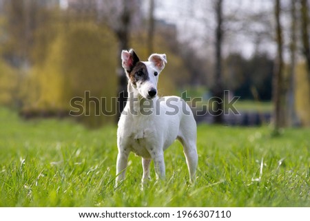 Beautiful Dog breed smooth-haired fox terrier on open air against green of Park in summer or in the spring. Royalty-Free Stock Photo #1966307110