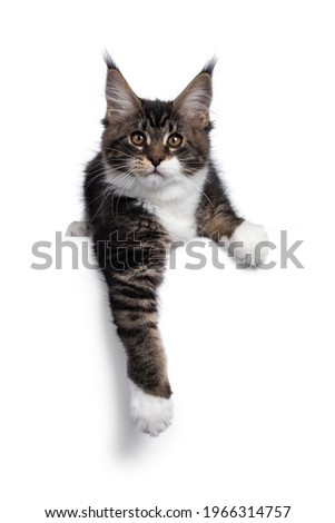 Cute black tabby with white Maine Coon cat kitten, laying down on edge with paws hanging relaxed over that edge. Looking towards camera. Isolated on a white background.
