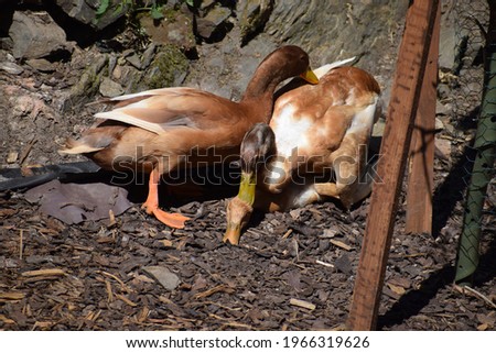Orpington ducks on rough land