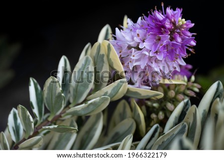 Blooming purple flower of Hebe x franciscana 'Blue Gem' with green leaves on black background Royalty-Free Stock Photo #1966322179