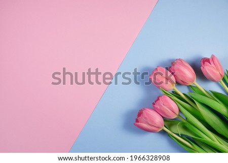 Pink tulips flowers on pink and blue background. Card for Mothers day, 8 March, Happy Easter, Valentines Day, Birthday. Waiting for spring. Greeting card. Flat lay, top view, Copy space for text