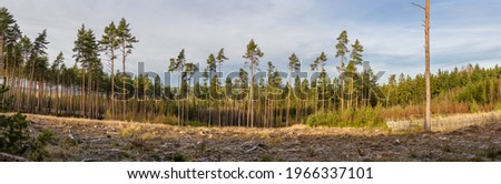 panorama pine trees on the edge of forest clearing Royalty-Free Stock Photo #1966337101