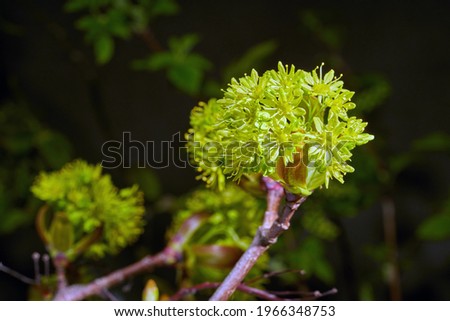 Norway Maple (Acer platanoides) inflorescence in early spring. Image with local focusing and shallow depth of field. Close-up.