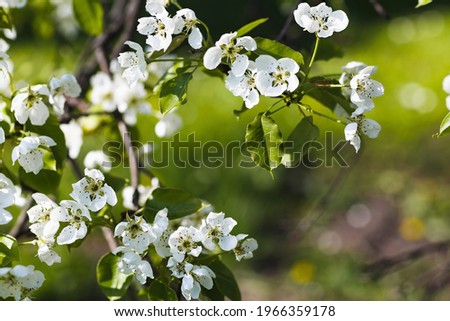 Fresh apple tree branch with white flowers in a garden. Spring concept. Dark moody picture, soft selective focus, copy space