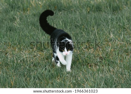 Wild cat is hunting in the green grass