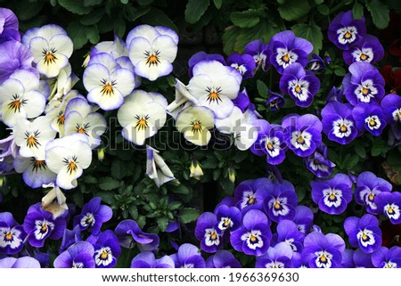 Brightly colored pansy flowers in full bloom