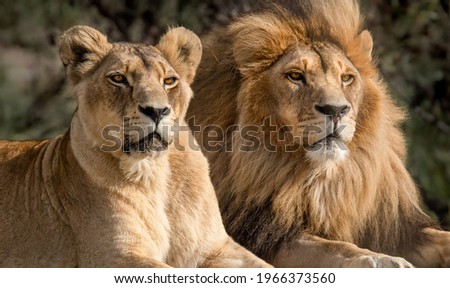 Majestic African lion couple loving pride of the jungle - Mighty wild animal of Africa in nature Royalty-Free Stock Photo #1966373560