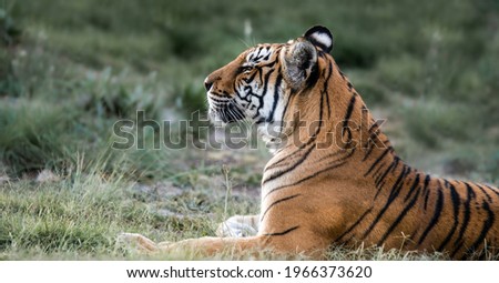 Tiger wildlife scene. Great big cat in nature. This powerful predator is the largest living cat species. Endangered animal in natural habitat. Royalty-Free Stock Photo #1966373620