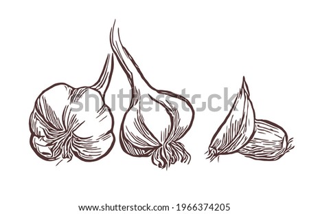 Garlic bulbs and cloves as ingredient for pickling . Vector line art drawn illustration