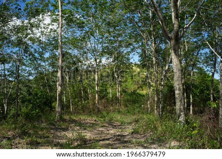 forest natural take this picture in Malaysia Selangor Royalty-Free Stock Photo #1966379479