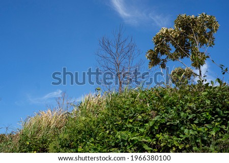 blue sky and green take this picture in Malaysia Selangor Royalty-Free Stock Photo #1966380100