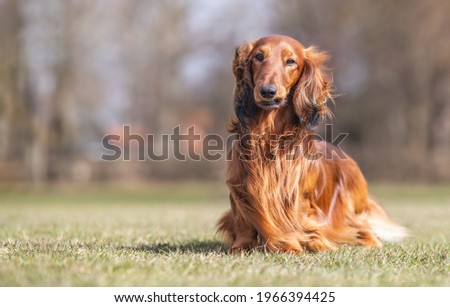 portrait of a lovely beautiful dachshund
