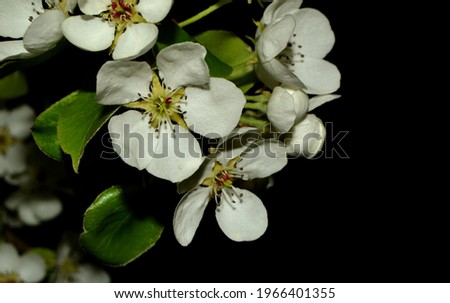 blooming apple tree branch isolated on black background