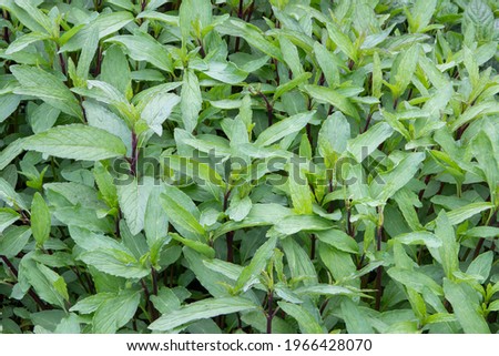 Thai Mint (Mentha Arvensis Thai') herb plant