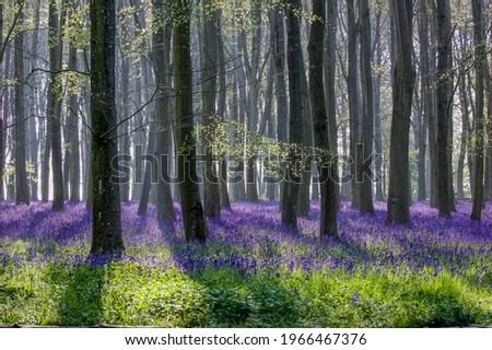 Breathtaking bluebell woodland in the morning sunlight  Royalty-Free Stock Photo #1966467376