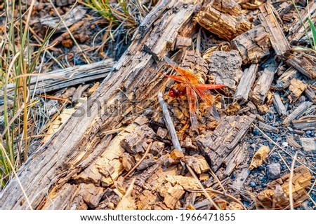 Close up of a beautiful orange dragonfly male flame skimmer sitting on the ground. High quality photo