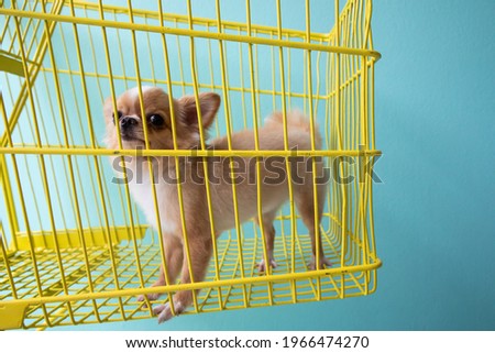 Chihuahua dog in a wheelchair