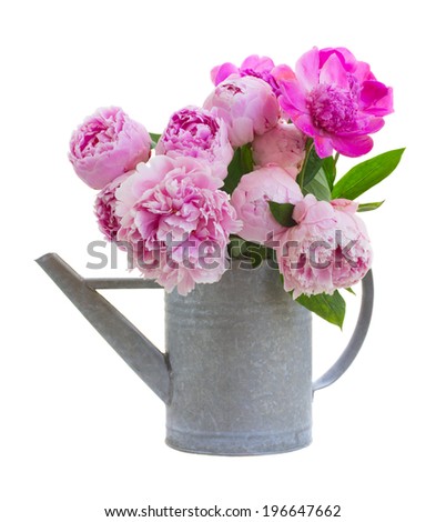 bouquet of pink  peonies in watering can  isolated on white background