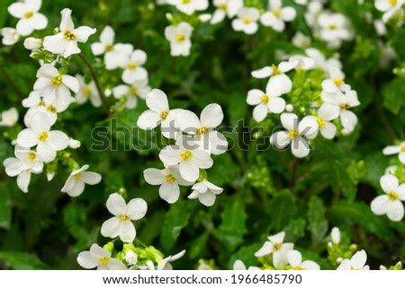Background of many little white little flowers in spring.