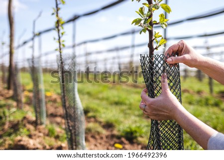 Farmer is wrapping protective plastic net at fruit sapling in orchard. Gardening and agricultural activity in spring. Apple tree in organic farm Royalty-Free Stock Photo #1966492396