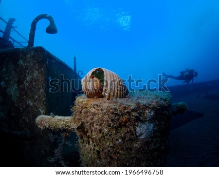 Scuba Diving Malta Gozo Comino