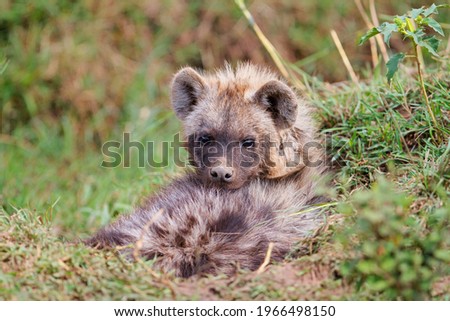 Hyena pup resting at the den in the Masai Mara National Park in Kenya