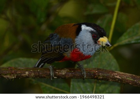 Toucan Barbet. Semnornis ramphastinus. Bellavista Cloud Forest Reserve, Ecuador. 1 Jan. 2016